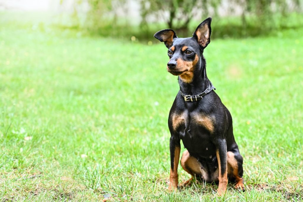 remoque chien chasse